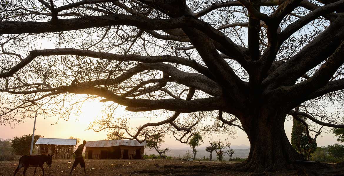 Ein Baum im Sonnenuntergang - Symbolbild Klimaschutz