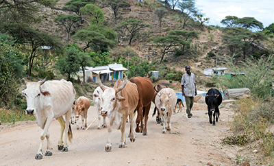 Reportage Kenia Eldoret Rinder