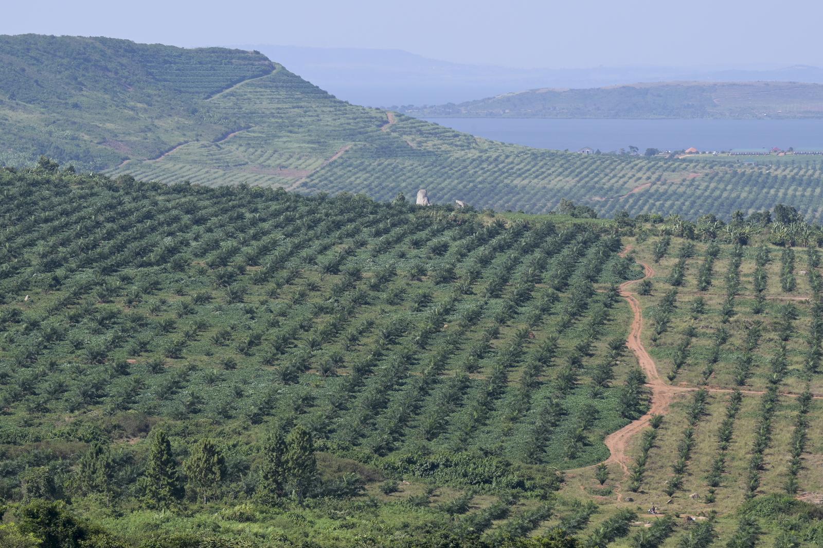 Eine Palmölplantage auf der Insel Buvuma in Uganda.
