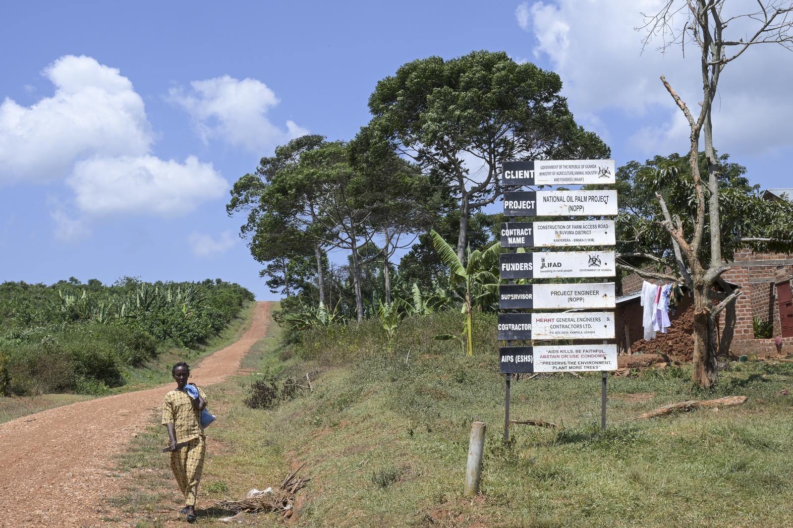 UGANDA, Buvuma Island in Lake Victoria, Oil Palm plantation of company Oil Palm Buvuma Ltd. on deforested rainforest land / UGANDA, Insel Buvuma im Viktoria See, Ölpalmen Plantage der Firma Oil Palm Buvuma Limited auf abgeholzten Regenwald Flächen