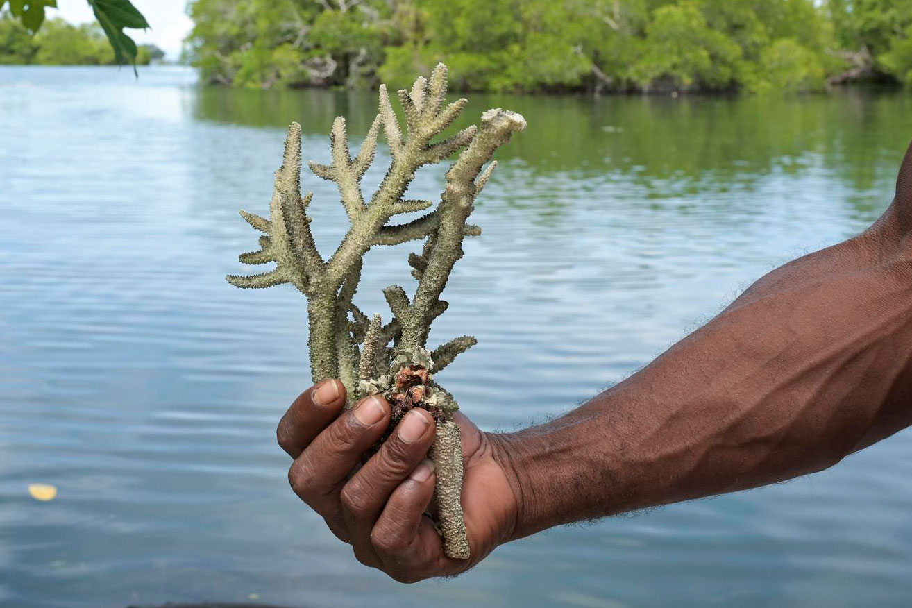 Ein Stück einer Koralle. Es lässt sich auch ohne Hightech wieder renaturieren.