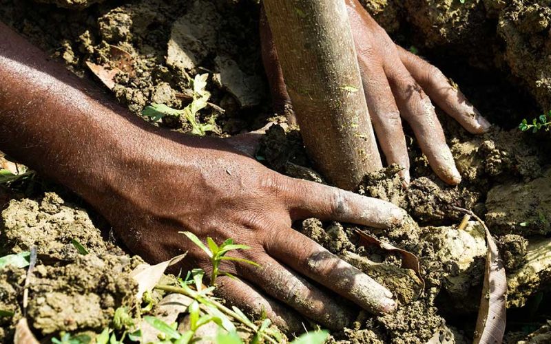 Zwei Hände in Nahaufnahme pflanzen einen Baum in die Erde ein.