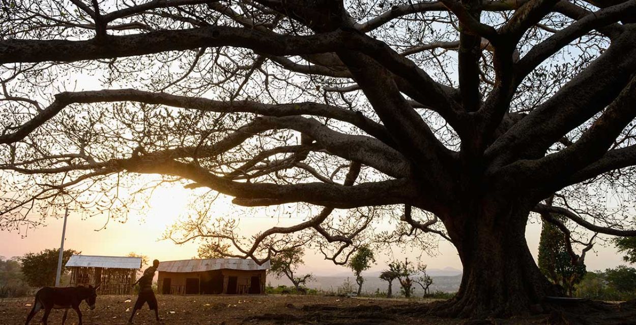 Ein Baum im Sonnenuntergang - Symbolbild Klimaschutz