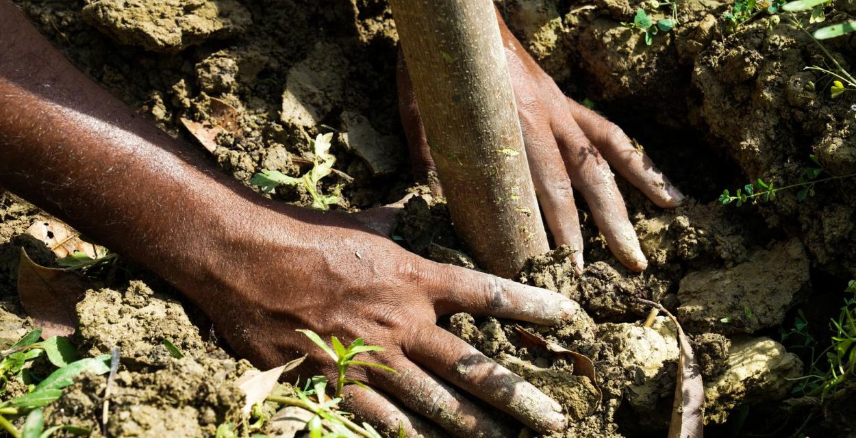 Jemand, der gerade einen Baum gepflanzt hat, drückt mit beiden Händen die Erde um den Stamm herum fest. Foto: Fritz Stark/missio München
